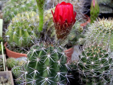 Helianthocereus crassicaulis Backeberg in Backeberg Das Kakteenlexikon, 185, 1976